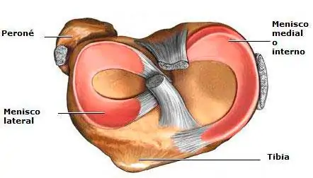 anatomía-de-los-meniscos-de-la-rodilla