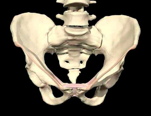 osteopatía-del-pubis-anatomía-de-la-cadera-y-pelvis