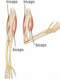 Anatomía del tríceps