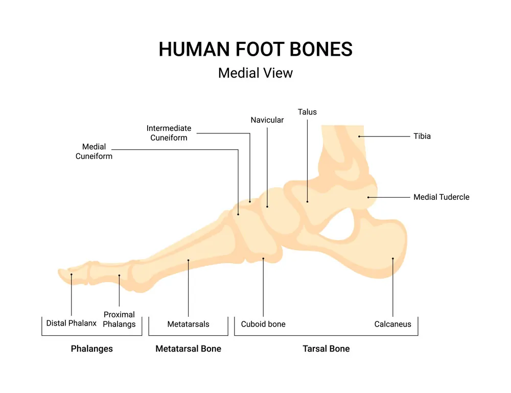 Huesos del pie. Visión lateral