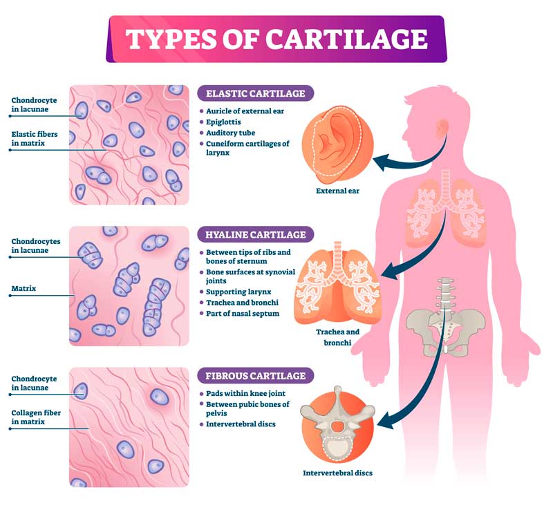 Tipos de cartílago