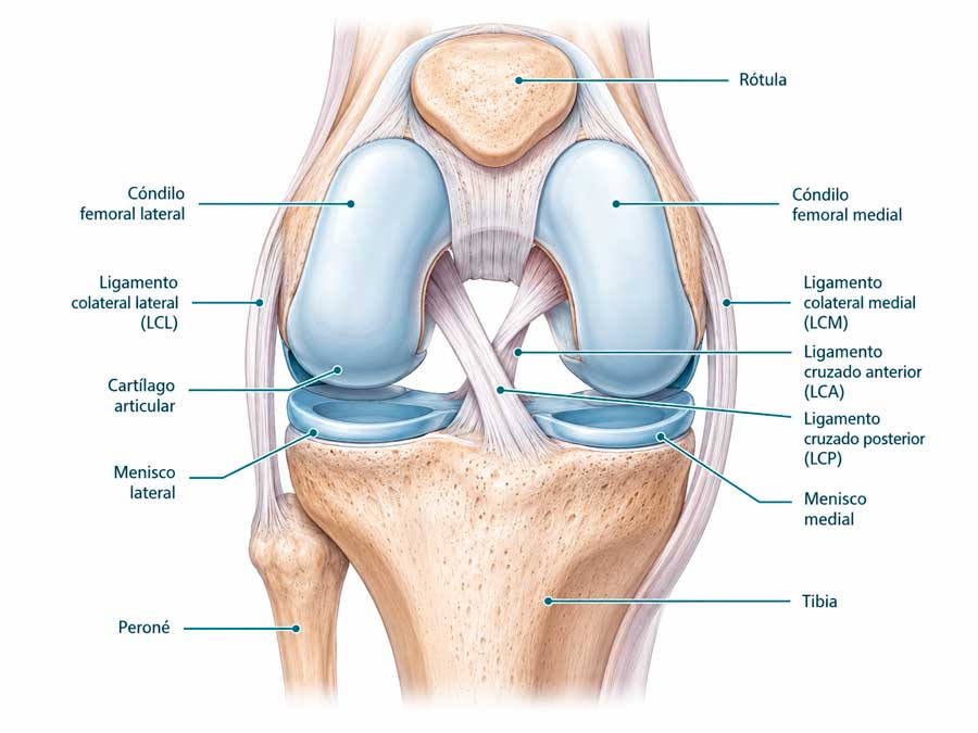 anatomía de la rodilla